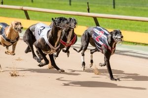 Greyhound Racing2