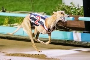 Greyhound Racing4