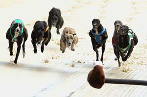 Greyhound Racing7